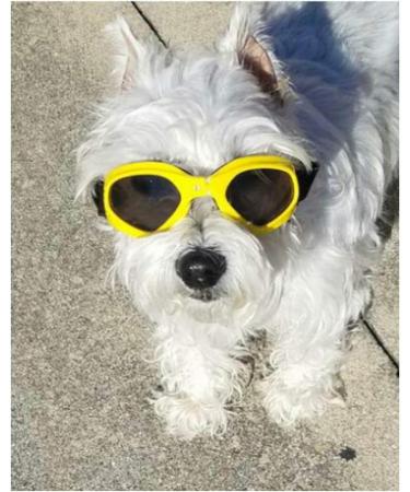 WELLXUNK Dog Sunglasses - UV Protection & Waterproof for Small/Medium Dogs | Adjustable Strap Yellow - Buy Online on GoSupps.com