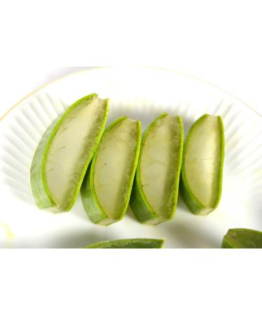 Buy HDMirrorr 2x Fresh Bio Aloe Vera Leaves - 80 cm 800g | EU Certified XXL Barbadensis Miller for Skin Hair Nail & Body Care - Anti-Aging Benefits - Buy Online on GoSupps.com