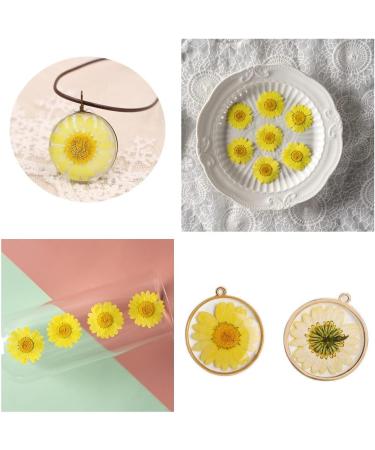 50pcs Natural Dried Daisy Flowers - Vacuum Packed for Decoration & Jewelry Making (5 Colors) - Buy Online on GoSupps.com