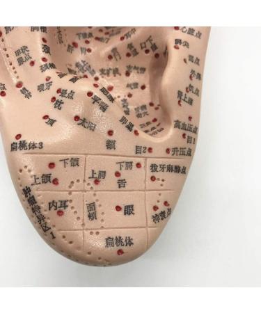 Buy Fhuili 16cm Human Acupuncture Ear Model - HD Chinese Medicine Training Tool for Acupoint & Meridian Study - International Shipping Available - Buy Online on GoSupps.com