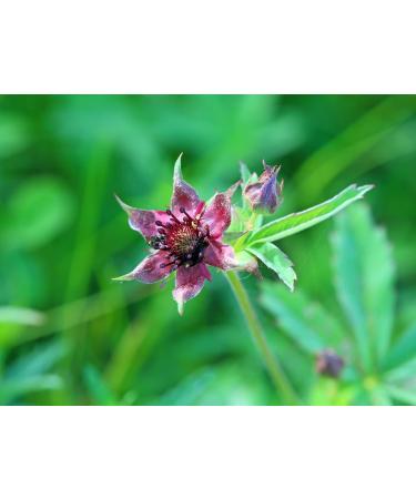 Cinquefoil Herb Tea | Comarum Palustre | Potentille Des Marais Herbe Tisane Health Embassy (100g) - Buy Online on GoSupps.com