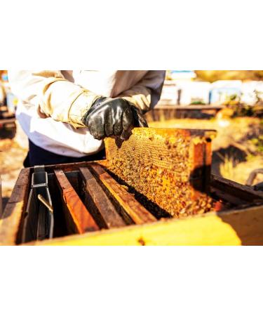 Caravella Fine Food - Acacia Honey with Fresh Mint 250 gr - 100% Italian - Authentic Pure Raw Flavored Honey - Perfect with Soft Cheeses Like Brie - Buy Online on GoSupps.com