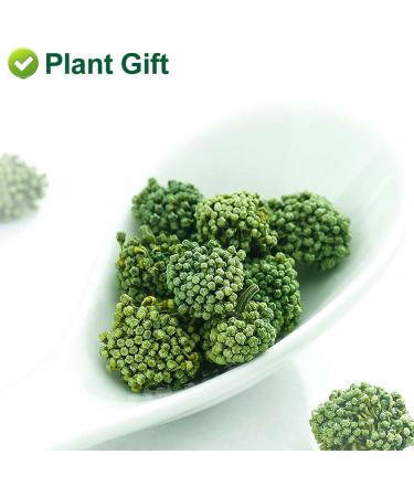 Plant Gift Panax Notoginseng Flower 60G/2.12oz Tienchi Notoginseng Tea Tienchi Ginseng - Buy Online on GoSupps.com