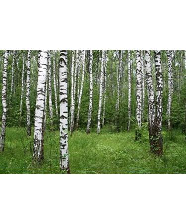 Birch Bark Tea | Betula L | corce De Bouleau Tisane | Health Embassy (200g) - Buy Online on GoSupps.com