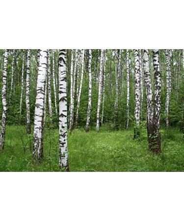 Buy Birch Bark Tea (200g) | Betula L | Premium Herbal Tea | Health Embassy - International Shipping Available - Buy Online on GoSupps.com