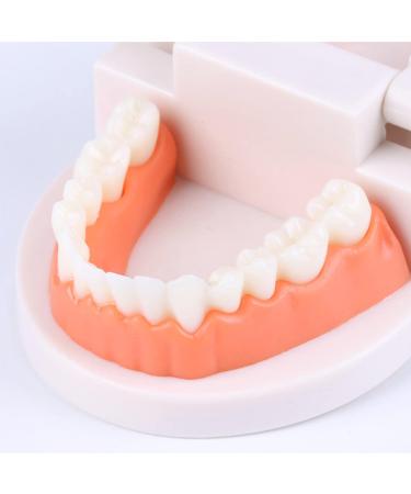 FGXY Standard Tooth Model - Educational Dental Model for Kids | Ideal for Dentists & Hospitals | Enhance Brushing Techniques - Buy Online on GoSupps.com