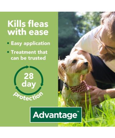 Advantage 100 Flea Spot On Treatment For Dogs 1 Pipette 1.0ml 4-10kg - Buy Online on GoSupps.com