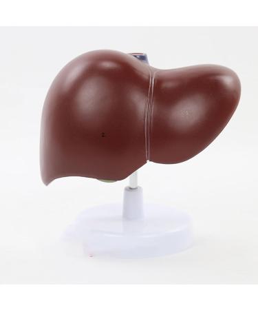 Human Liver Simulation Model 3D Human Liver Digestive Pathology Liver Medical Anatomy PVC Plastic Natural Size Medical Training Aids Medical Education - Buy Online on GoSupps.com
