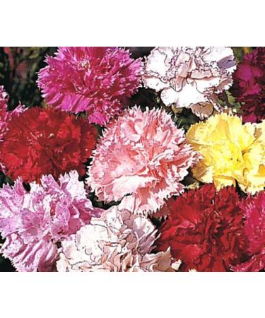 30 semi di garofano Righe & Picotee Mix Fiore (Cud)