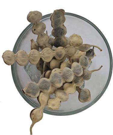 ORGANIZE Vinayak Herbs Babul Phali Acacia Nilotica Ayurvedic Product with Multiple Benefits 100 Gm