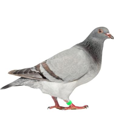 400 Pcs Pigeon Foot Ring Pigeon Supplies Number Baby 1X0.5cmx2pcs Colorfulx2pcs - Buy Online on GoSupps.com