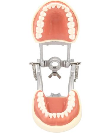 Teeth Model - Teaching Standard Typodont Demonstration Model with 32 Teeth & Soft Gums | Learn Tooth Morphology | International Shipping Available - Buy Online on GoSupps.com