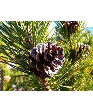 Small Moments Massage Oil 500ml - Argan Almond Grape Seed & Sunflower Blend - Ideal for Professionals | International Shipping - Buy Online on GoSupps.com