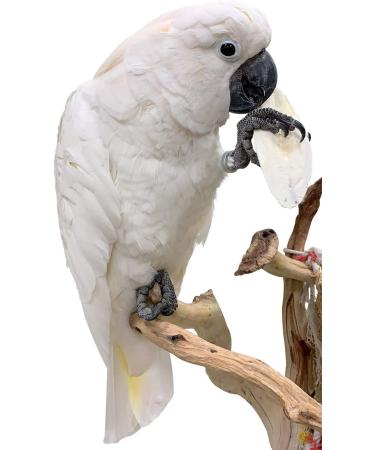 6 Bulk Cuttlebone for Cockatiels, Parakeets, Budgies, Finches, Canaries, Lovebirds, Conures, Mynahs, Toucans, African Greys - 4lbs | Birds LOVE - Buy Online on GoSupps.com
