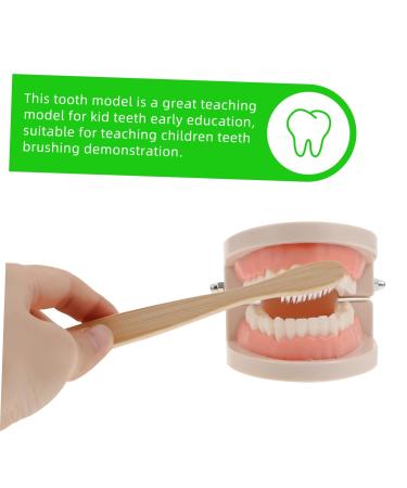 Mobestech Dentist Tooth Model Typodont for Kids | Educational Health Care & Tooth Brushing Recognition Toys | Preschool Teaching Materials - Buy Online on GoSupps.com