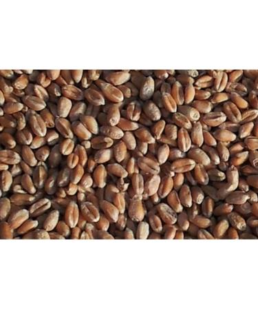 Shop Cherry Black Neck Horns for Cervical Spine Relief | Comfortable Heating Pillows for Neck Shoulders & Back | Wheat Fill for Easy Warming - Buy Online on GoSupps.com