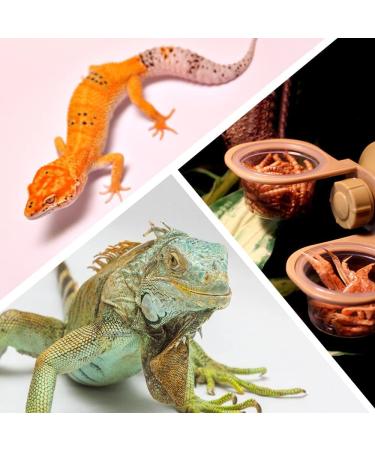 NBXINSLF Reptile Feeding Bowl Gecko Transparent Feeding Basin Reptile Food Bowl Water Dish for Reptiles Food and Water Feeding - Buy Online on GoSupps.com