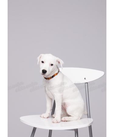 Premium 100% Baltic Amber Chain for Dogs & Cats - Natural Tick Protection | Ilikeamber.com - Buy Online on GoSupps.com