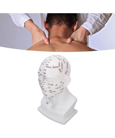 Acupuncture Point Head Model - 11.8 Inch PVC Facial Massage Meridians for Teaching & Learning - International Shipping Available - Buy Online on GoSupps.com