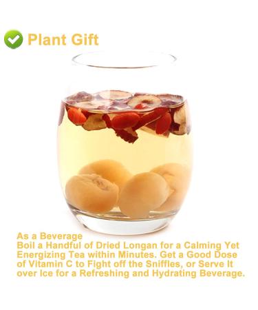 Plantgift Natural Dried Longan 100g - Premium Quality 100% Fruit Meat No Sugar Perfect for Teas Desserts & Cooking - Buy Online on GoSupps.com