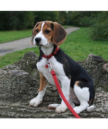 Adjustable Double Pet Trainer Leash - No Tangle Double Dog Leash for Dual Use | Weescie - Buy Online on GoSupps.com