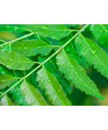 Neem Powder (Azadirachta Indica) | 100 Grams (3.53 Oz.) | 100% Organic Supplement For Hair and Skin | Henna Cosmetics - Buy Online on GoSupps.com