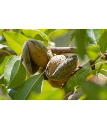 Organic Almond Flour 2lb - Blanched, Extra Fine, Non-GMO, Low Carb, Culinary Grade, Kosher - Keto, Paleo, Vegan Super Powder - Buy Online on GoSupps.com
