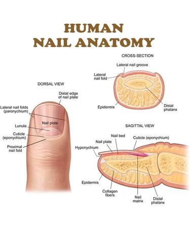 NailGrowth DeepHealing Organic Serum NailGrowth Nail Serum Reconstrux Nail Growth Nail Growth and Strengthening Serum Nail Serum for Growth and Repair for Damaged Nails (3pcs) - Buy Online on GoSupps.com