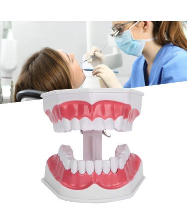 Verdant Touch Dentist Tooth Model | Dental Teaching Tools & 2X Magnification for Effective Dentist Training - Buy Online on GoSupps.com