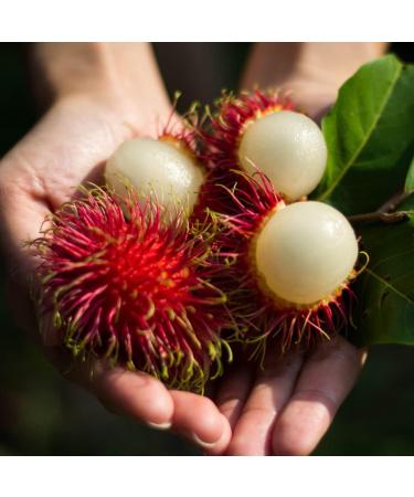 Fresh Rambutan 1 kg - Buy Online on GoSupps.com