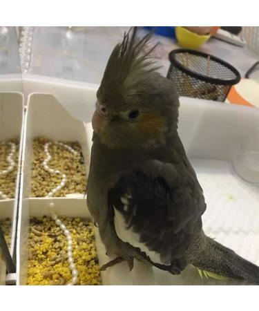 Vinnykud Automatic Bird Feeder & Water Cage - 2 Pack Durable Plastic Hanging Bowls for Birds 21x5x6.5cm | International Shipping Available - Buy Online on GoSupps.com