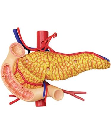 Educational Model Human Stomach Organ Anatomical Model Organ Anatomy Detachable 12 Parts Medical Teaching Model Medical Models - Buy Online on GoSupps.com