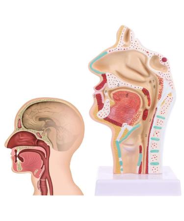 Human Nasal Anatomy Model Pathology Nose Otolaryngology Model Human Nasal Cavity Model Medicine Teaching