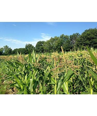 Semi 100 Mais Rosso Popcorn Piante/Verdura