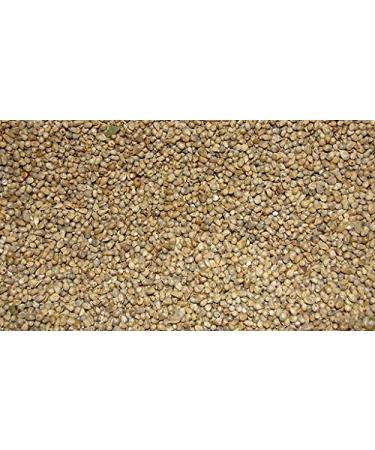 Jalpur - Whole Millet Seeds (Bajri Whole) - 2kg 2 kg (Pack of 1) - Buy Online on GoSupps.com