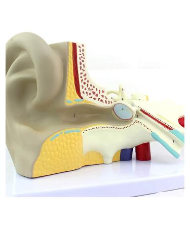 Body Model Ear Anatomy Model Anatomical Human Ear-Neck-Nose-Ear Model Enlarge Training Aid 3-Fold
