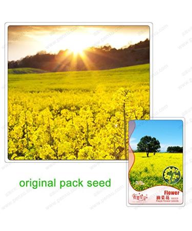 200 Seeds/Packs Plants in potio Yellow Flourishing of The Oil Oil rapeseed Edible rapeseed