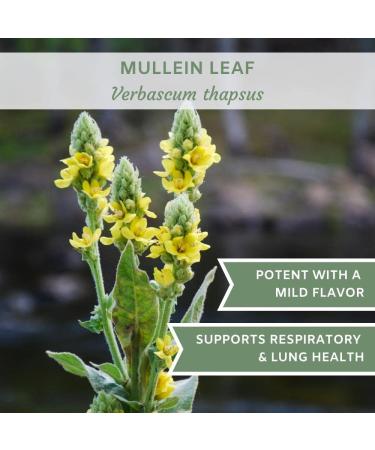 USDA Certified Organic Mullein Leaf Tea 8 oz - Premium Quality Mullien Smoking Herb - Natural Mullein Tea - Cut & Sifted - Pack of 1 - Buy Online on GoSupps.com