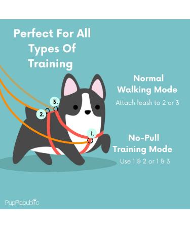 Multifunction Double Ended Lead for Dogs - Training and Walking Two Dogs with Close Control - Buy Online on GoSupps.com