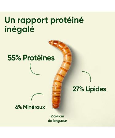 French Dehydrated Flour Worms - Food for Birds Fish Turtles Rodents Hedgehogs and Reptiles (5 kg) - Buy Online on GoSupps.com