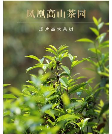 Phoenix Dancong 125g*4 - Buy Online on GoSupps.com