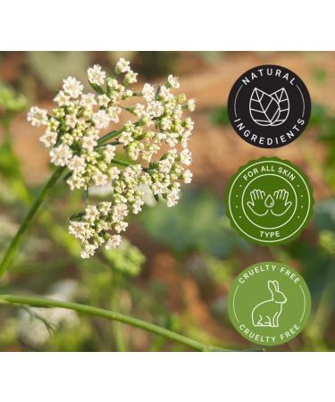 Ajowan Seed Essential Oil - 1/6 fl oz (5 ml) Amber Glass Bottle - 100% Pure Essential Oil - GreenHealth - Buy Online on GoSupps.com