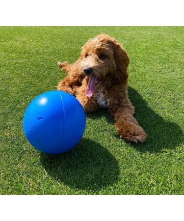 Boomer Ball - Indestructible Dog Ball for Energetic Dogs | Durable & Waterproof | 25cm - Blue or Red - Buy Online on GoSupps.com