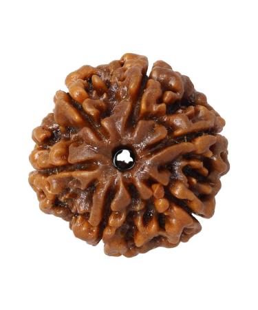 Tongari Original and Natural Mantra Siddha Rare 6 Mukhi Rudraksha No Gemstone