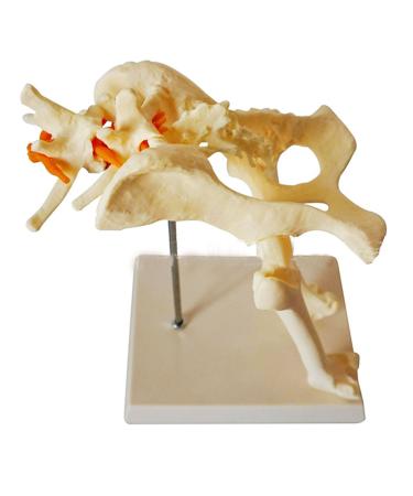 Dog Hip Joint Model Dog Pelvis Model with 1:1 Life Size PVC Material 18X15X30CM for Veterinary Office Educational Tool Teaching Aids