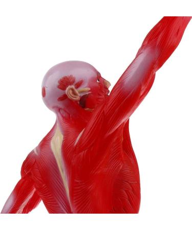 Educational Model 50Cm Human Torso Superficial Muscle Model Vision Human Muscle Anatomy Model for Learning Resources Medical Models - Buy Online on GoSupps.com