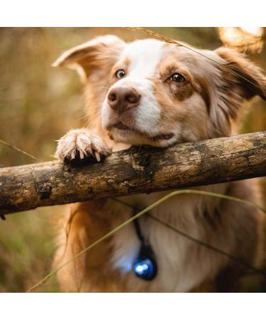 William Hunter Orbiloc Dog Dual Safety Light - Blue | Durable Dog Light with Rubber Fastening for Safe Night Walks - Buy Online on GoSupps.com