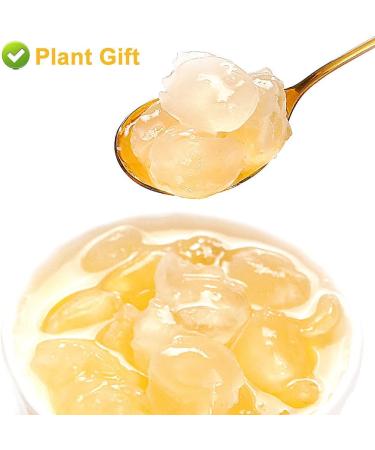 Plant Gift Natural Gleditsia Sinensis Saponin Honeylocust 200G/7.05oz Wild Sugar-Free Sulfur-Free Two-Sided Snow Swallow Gum Gleditsia Sinensi - Buy Online on GoSupps.com