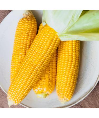 Golden Bantam Sweet Corn 20g - WegAna