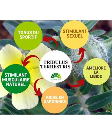 Tribulus Terrestris Powder Bag 100g | Natural Plant 40% Saponins | Men Women Sports Muscle Tone | Made in Occitania - Buy Online on GoSupps.com
